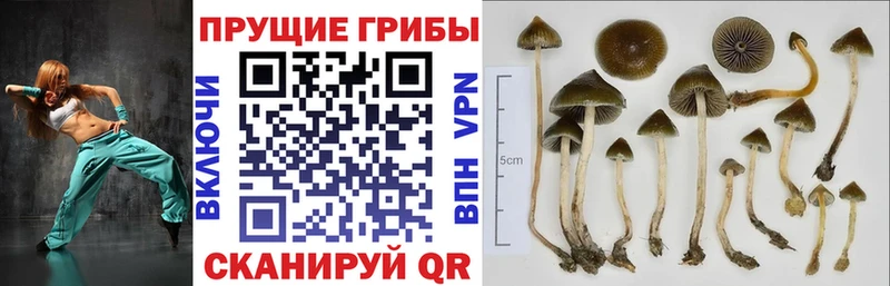 наркошоп  Стародуб  Галлюциногенные грибы ЛСД 